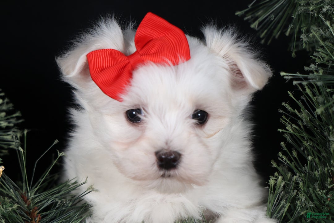 Maltese dogs for sale: ACE - Ad 9