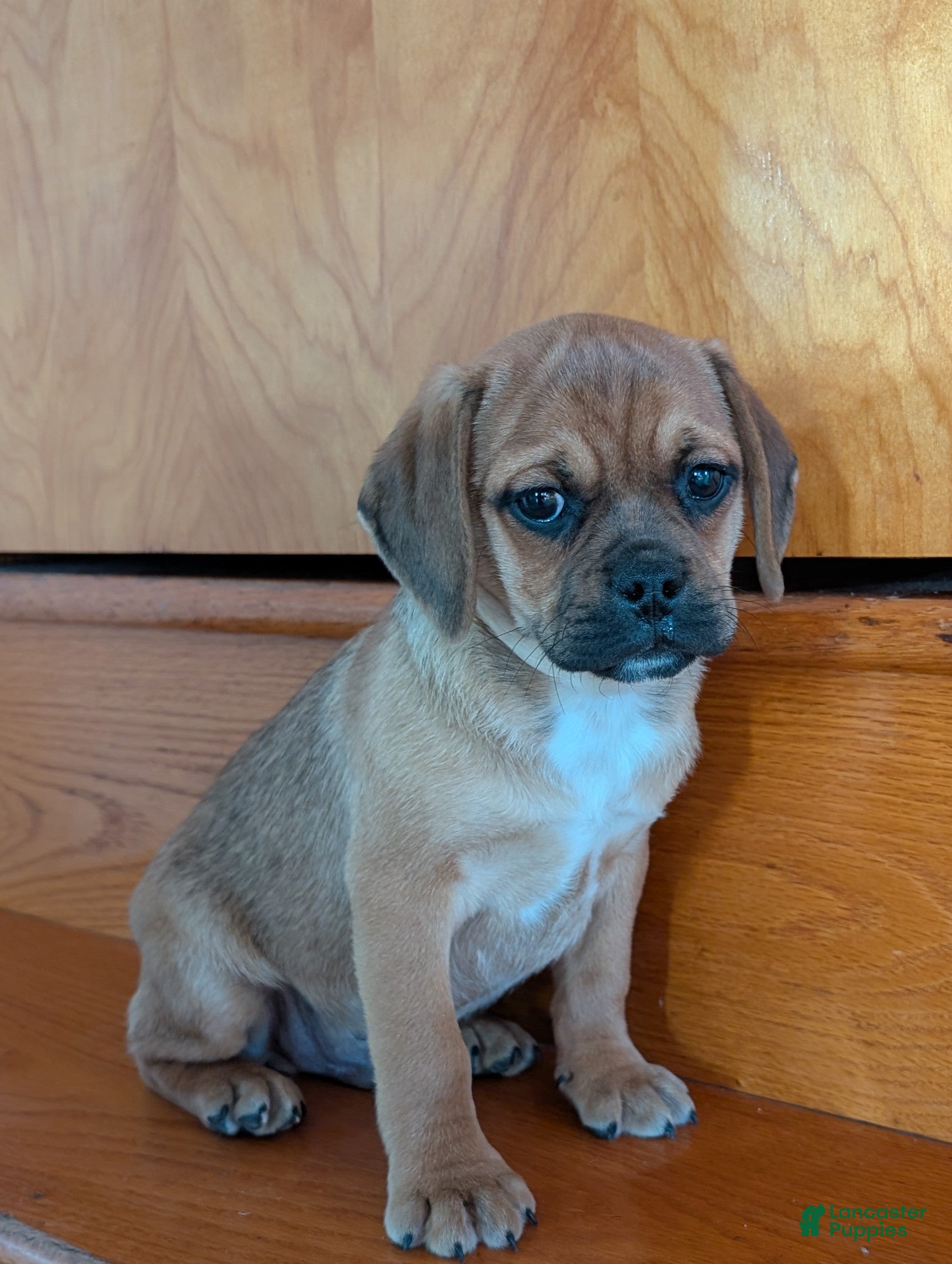 Puggle dogs Chuck  - Ad 17
