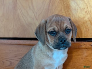 Puggle dogs Chuck - Ad 20