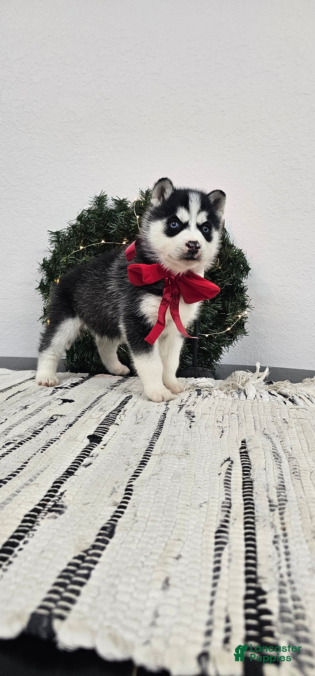 Siberian Husky dogs for sale: Piper - Ad 3