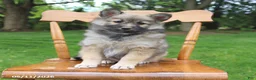 Pomsky dogs for sale: Skye - Ad 2