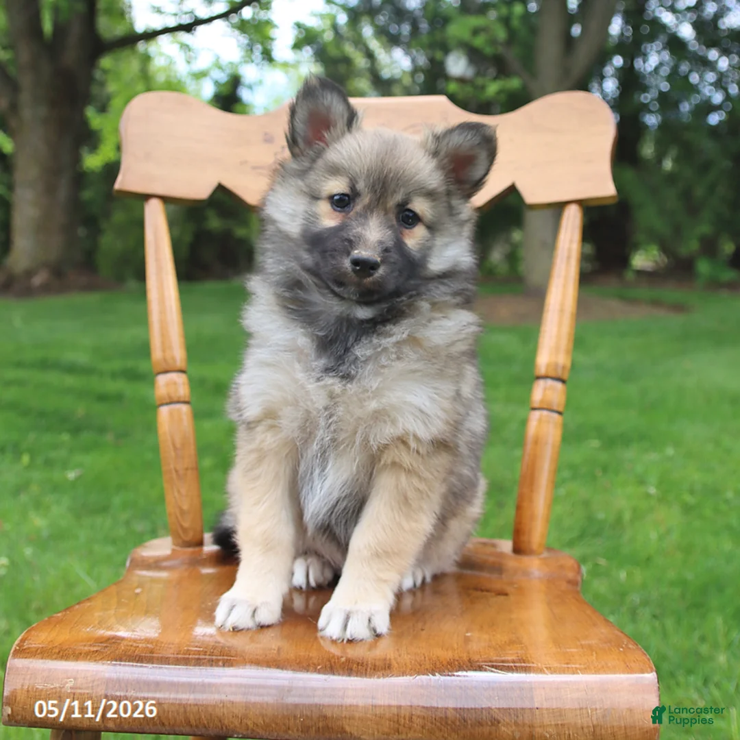 Pomsky dogs for sale: Skye - Ad 2