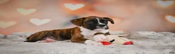 Boxer dogs for sale: Alex - Ad 5