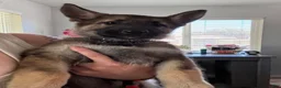 German Shepherd dogs for sale: German Shepherd 1 - Ad 1