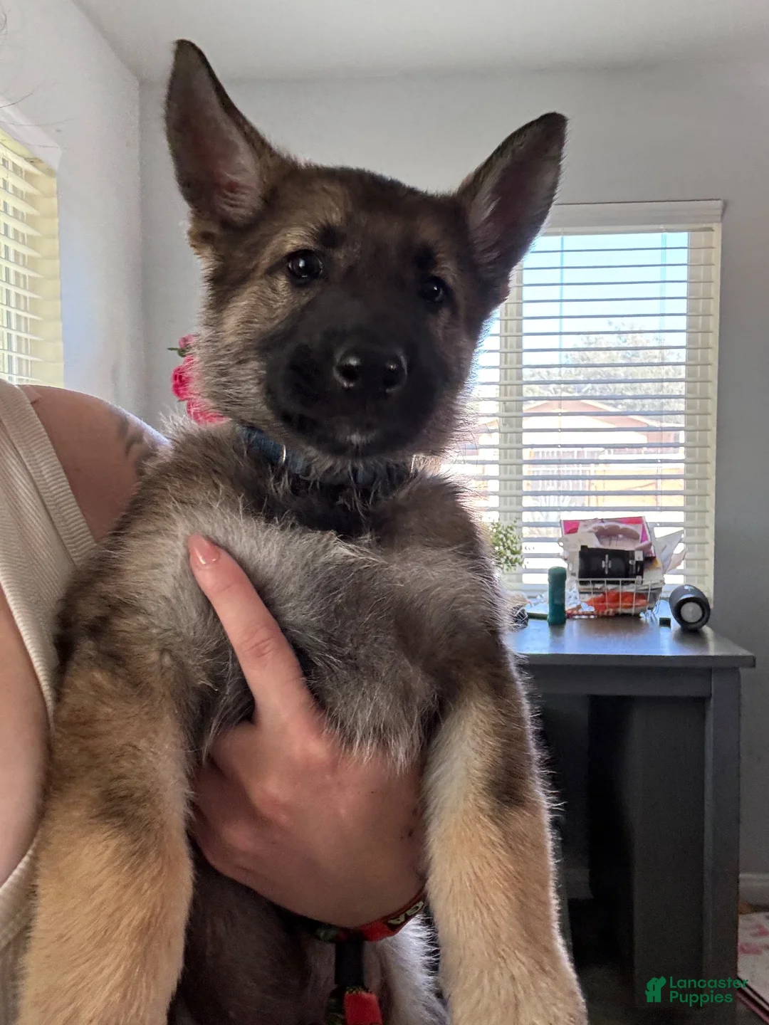German Shepherd dogs for sale: German Shepherd 1 - Ad 1