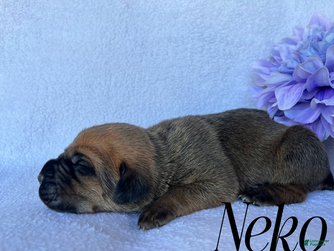 Cane Corso dogs for sale: Neko - Ad 4