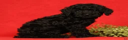 Miniature Poodle dogs for sale: Chip - Ad 3