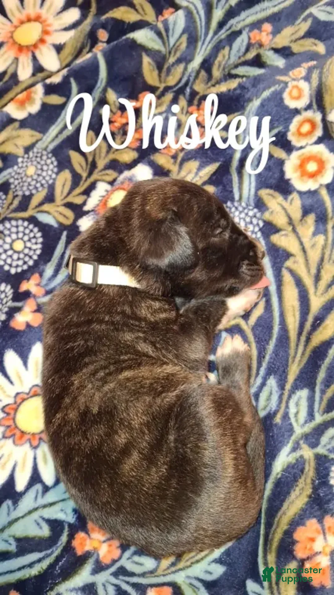 English Mastiff dogs for sale: Whiskey - Brindle English Mastiff Puppy - Ad 2