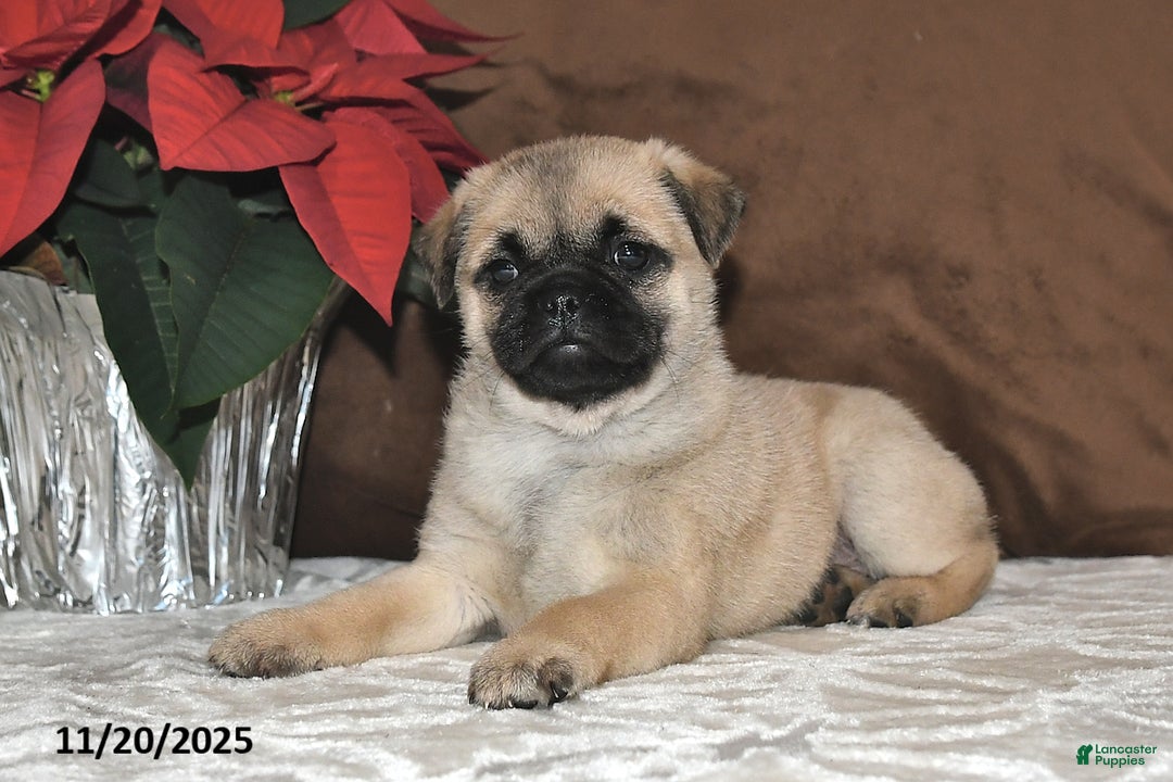 Mixed Breed dogs for sale: Princess - Ad 9