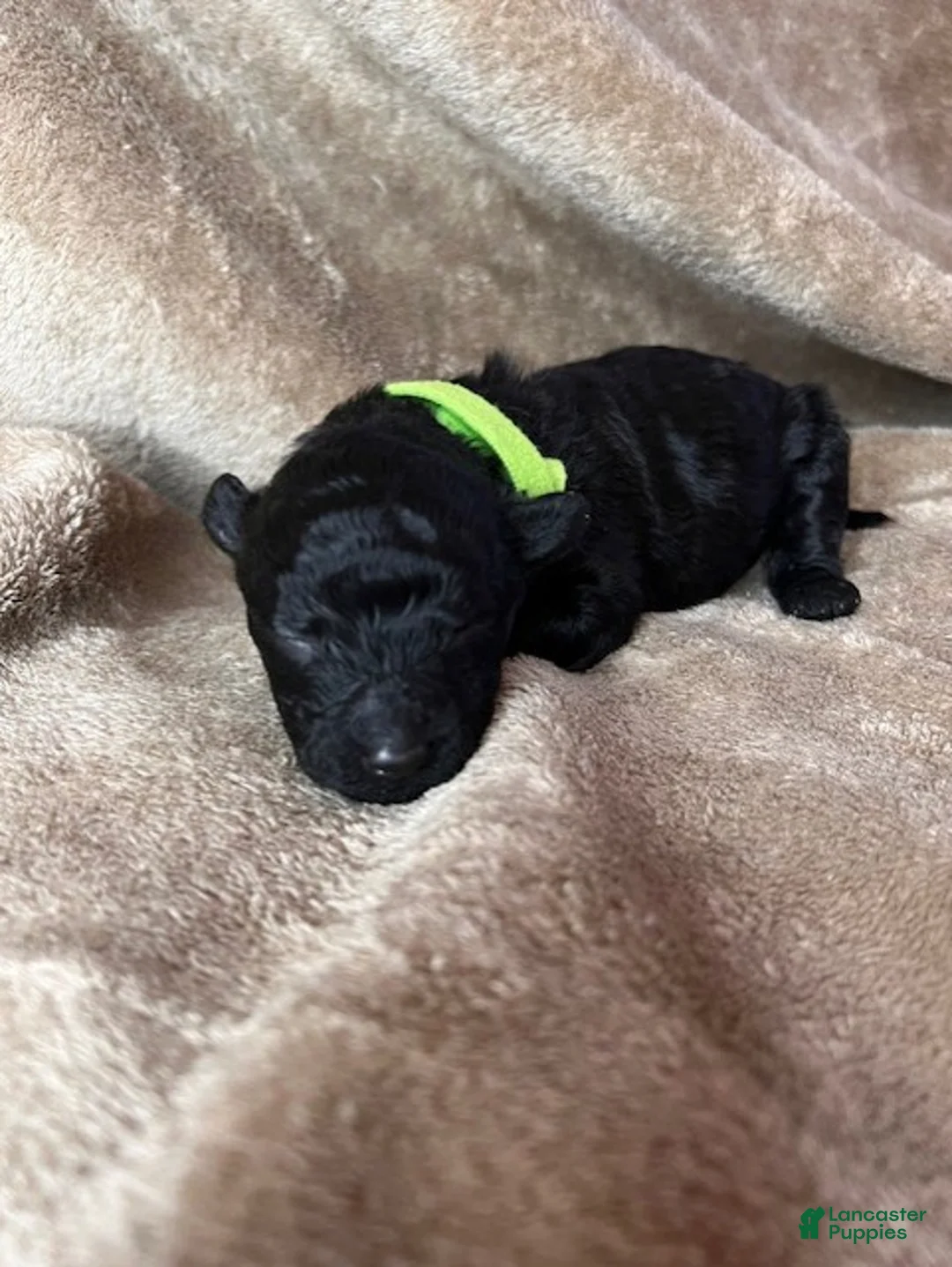 Hungarian Puli dogs for sale: Hungarian Puli Puppy Green - Ad 1