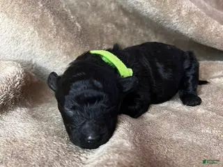 Hungarian Puli dogs Hungarian Puli Puppy Green - Ad 2