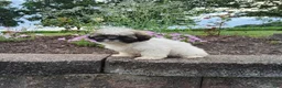 Shih Tzu dogs for sale: Amber - Ad 12