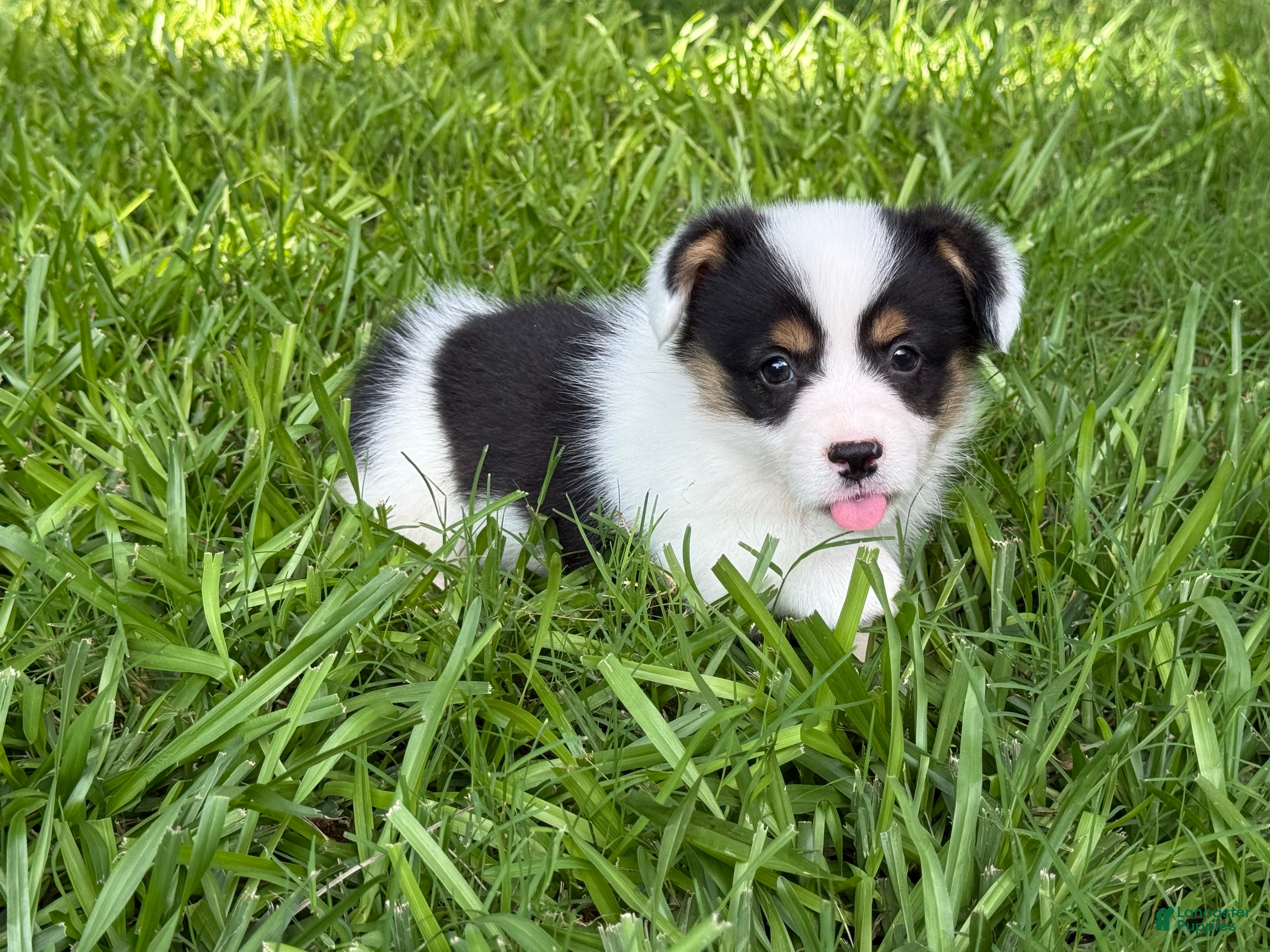 Mixed Breed dogs Mismark Girl - Ad 1