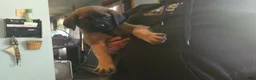 English Mastiff dogs for sale: Red - Ad 2