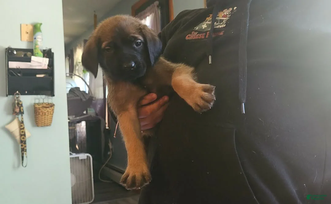 English Mastiff dogs for sale: Red - Ad 2