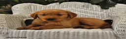 Golden Retriever dogs for sale: Brock - Ad 4