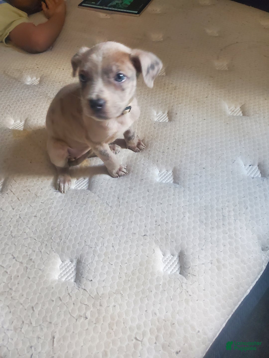 American Bully dogs for sale: American Bully Puppy 8 - Ad 4