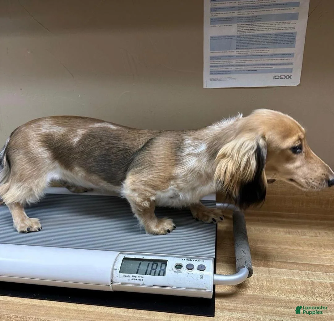 Dachshund dogs for sale: Randy Travis - Ad 4