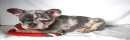 French Bulldog dogs for sale: Trixie - Ad 6