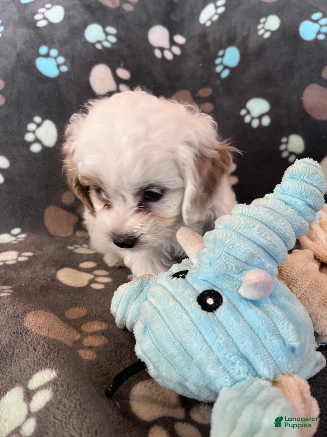Cockapoo dogs for sale: Cockapoo Puppy 3 - Ad 7