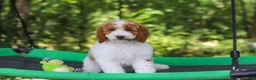 Standard Poodle dogs for sale: Blossom - Ad 19