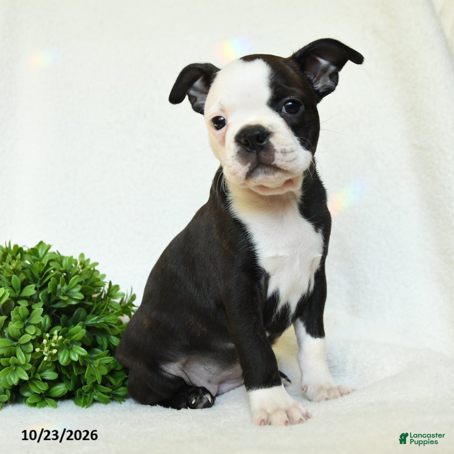 Boston Terrier dogs for sale: Gertie - Ad 1
