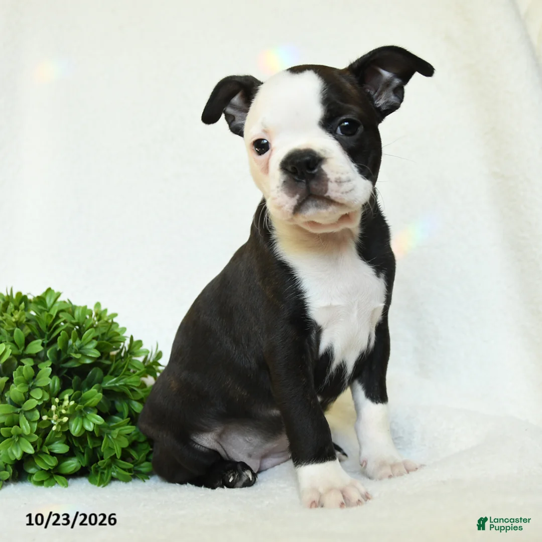 Boston Terrier dogs for sale: Gertie - Ad 1