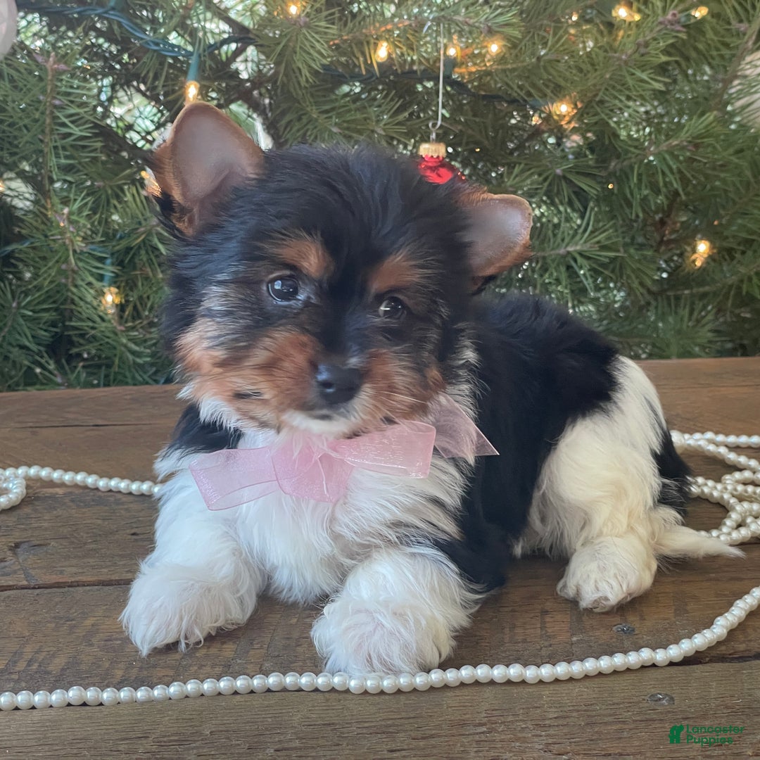 Mixed Breed dogs for sale: Buttercup - Ad 8