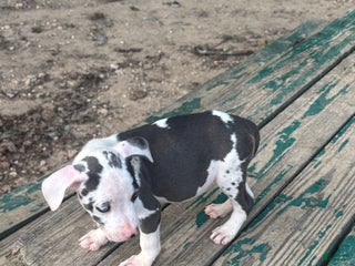 Mixed Breed dogs - Ad 4