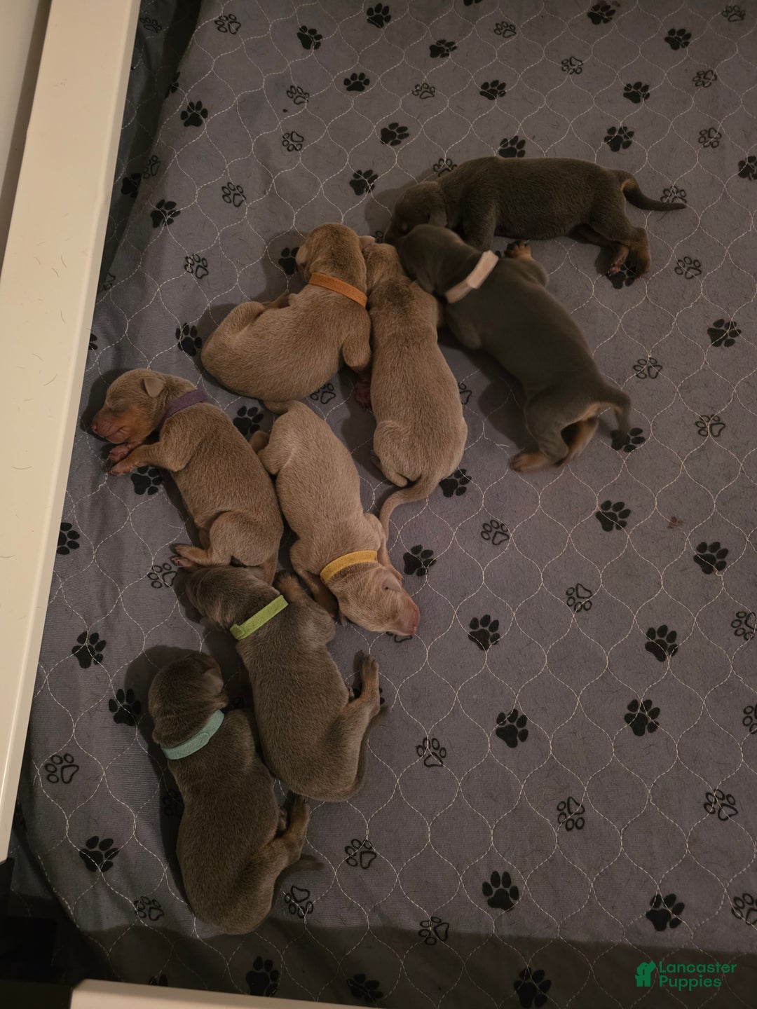 Doberman Pinscher dogs for sale: Doberman Pinscher Puppy 7 - Ad 5