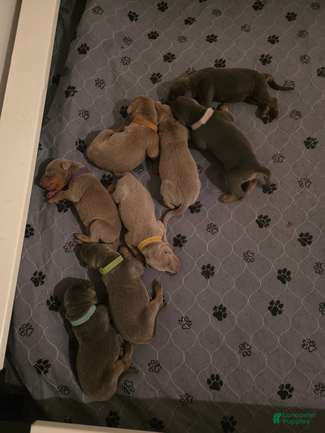 Doberman Pinscher dogs for sale: Doberman Pinscher Puppy Hunter - Ad 6
