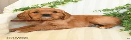 Miniature Golden Retriever dogs for sale: Mahlon - Ad 3
