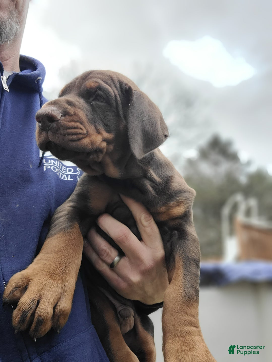 Doberman Pinscher dogs for sale: Gustav  - Ad 6