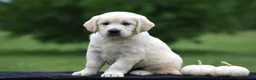 Golden Retriever dogs for sale: Daisy - Ad 1