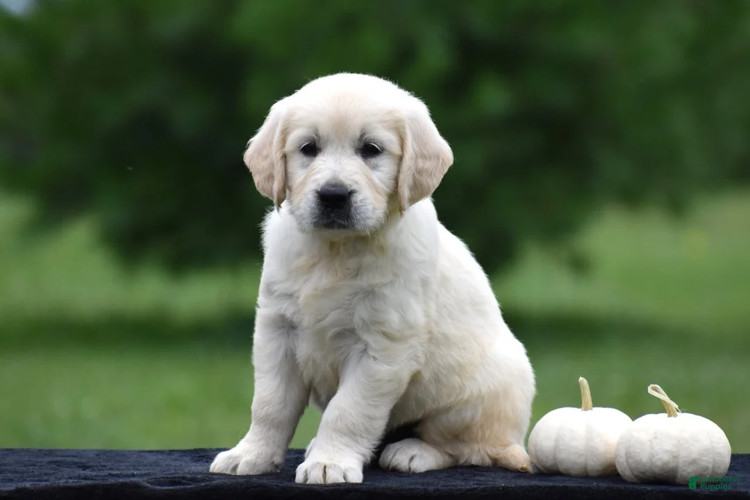 Golden Retriever dogs for sale: Daisy - Ad 1