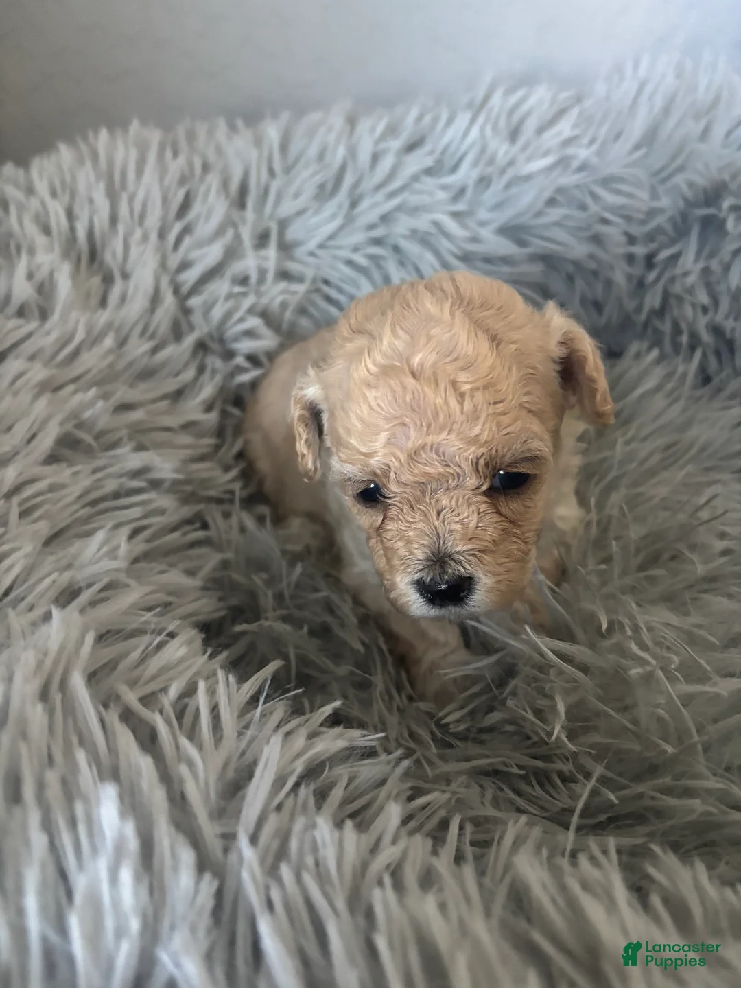 Maltipoo dogs for sale: Margaret - Ad 1