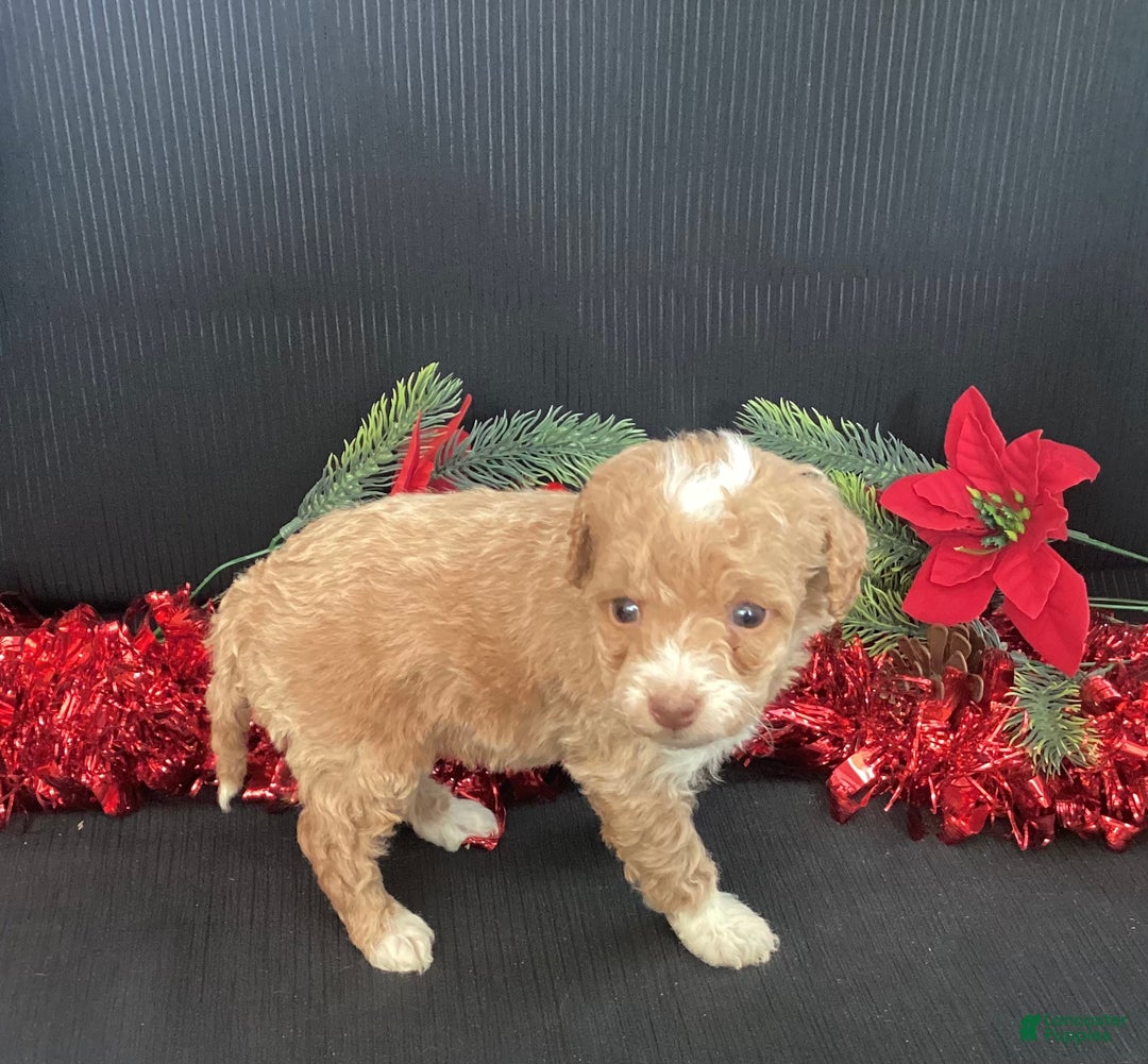 Mini Goldendoodle dogs for sale: Willo - Ad 3