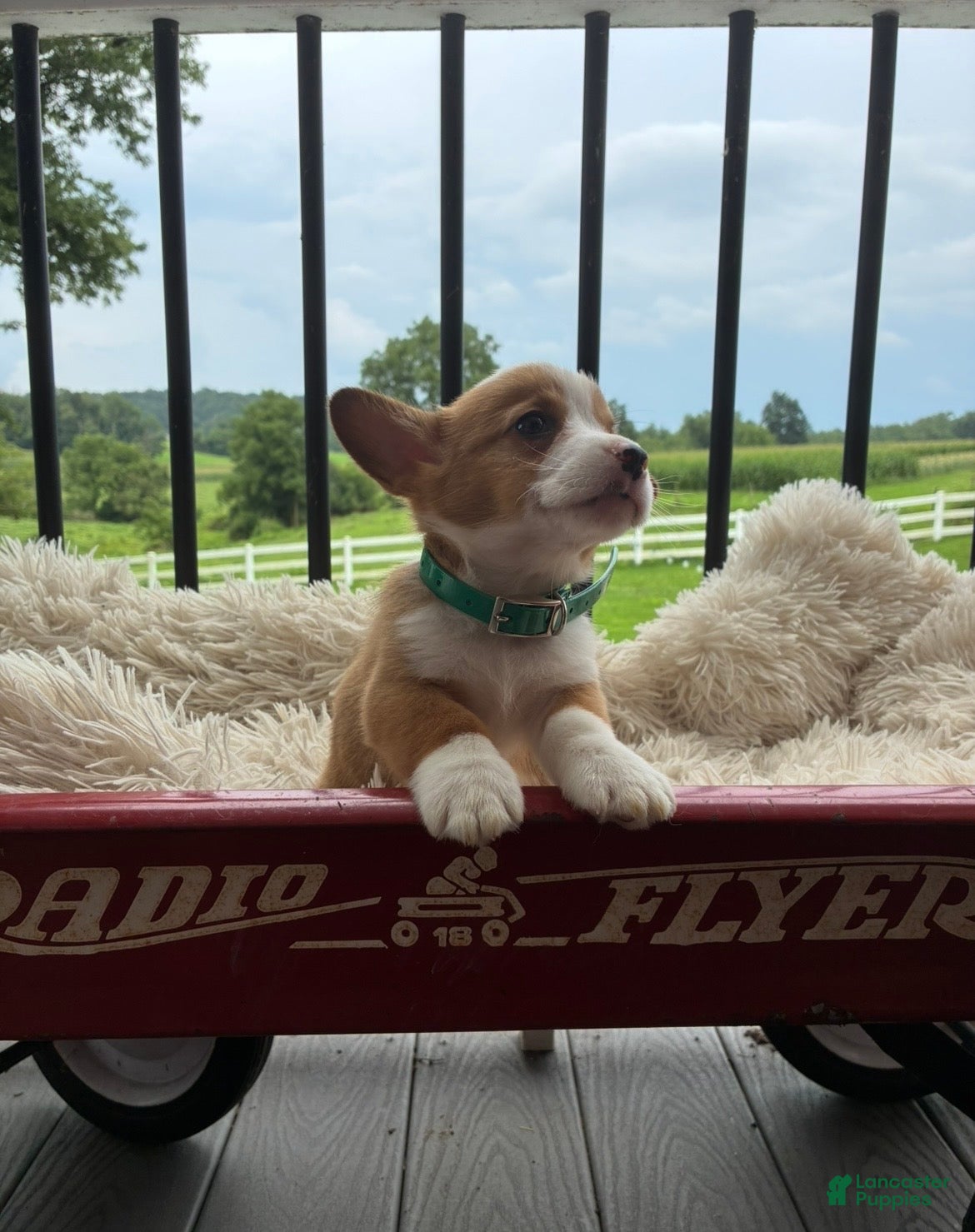 Welsh Corgi Pembroke dogs Benny - Ad 2