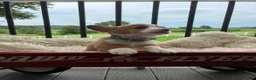 Welsh Corgi Pembroke dogs for sale: Benny - Ad 2