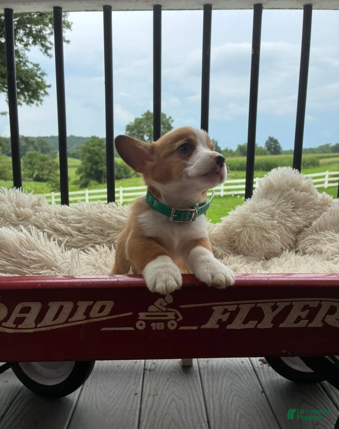 Welsh Corgi Pembroke dogs for sale: Benny - Ad 2