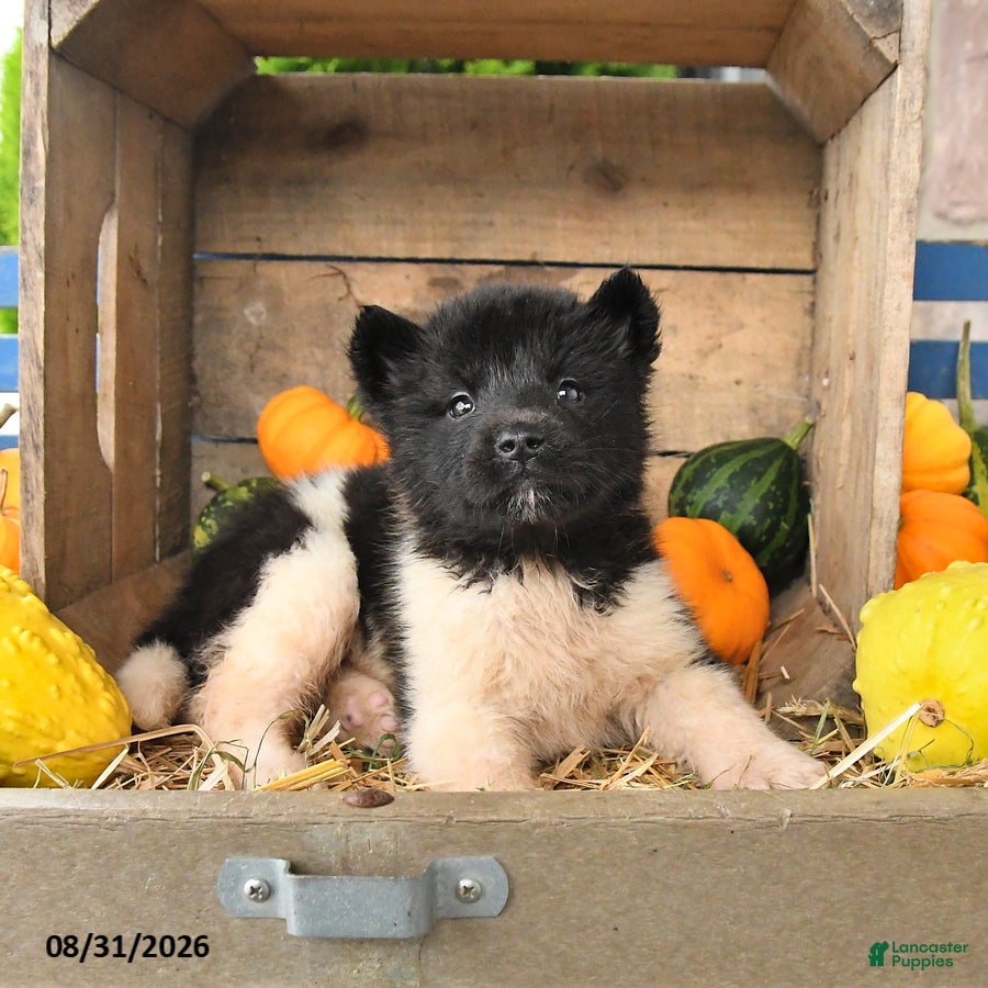 Akita dogs Nellie - Ad 2