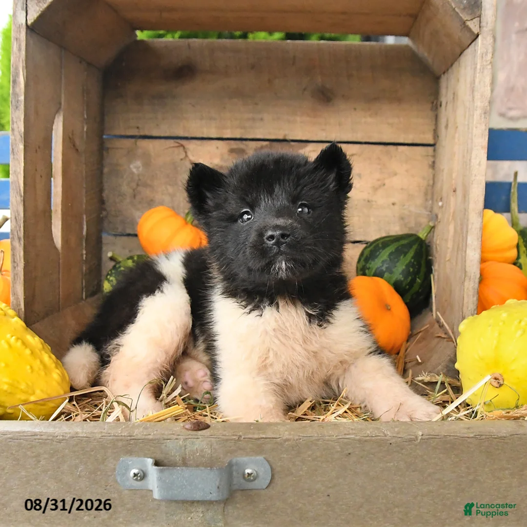 Akita dogs for sale: Nellie - Ad 2
