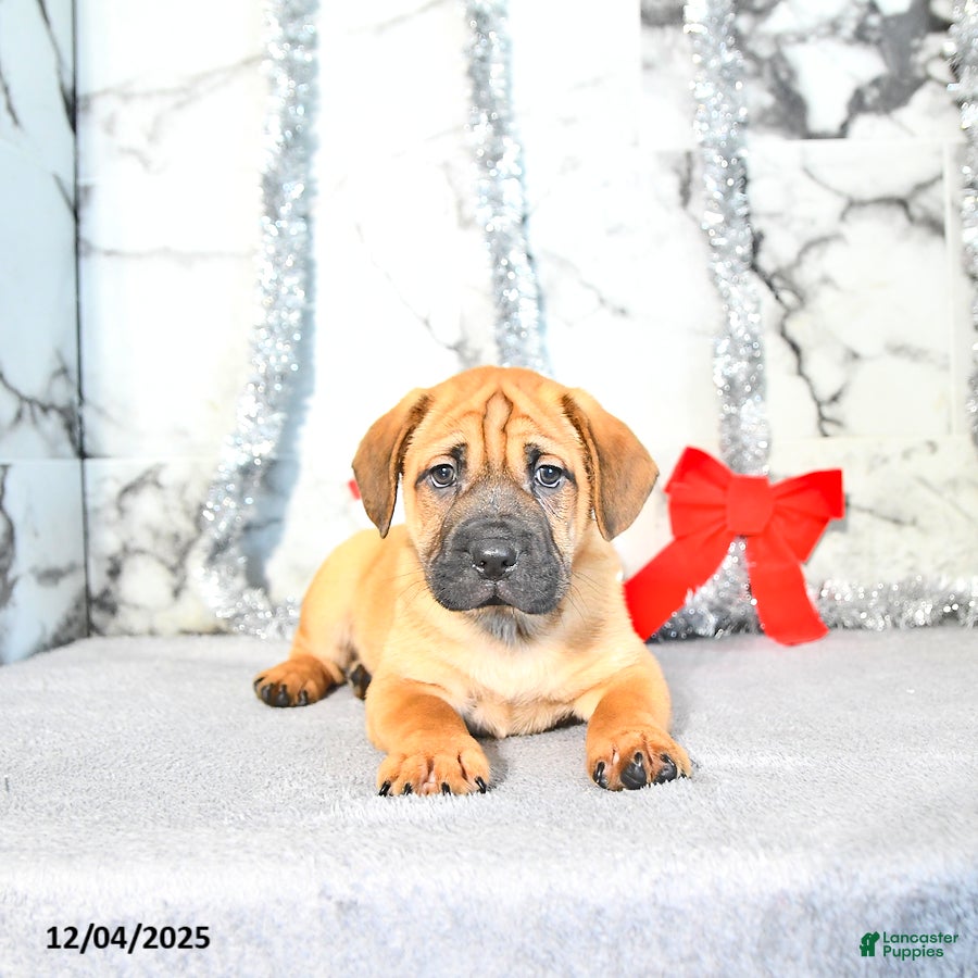 Mini Hippo dogs Milo - Ad 2