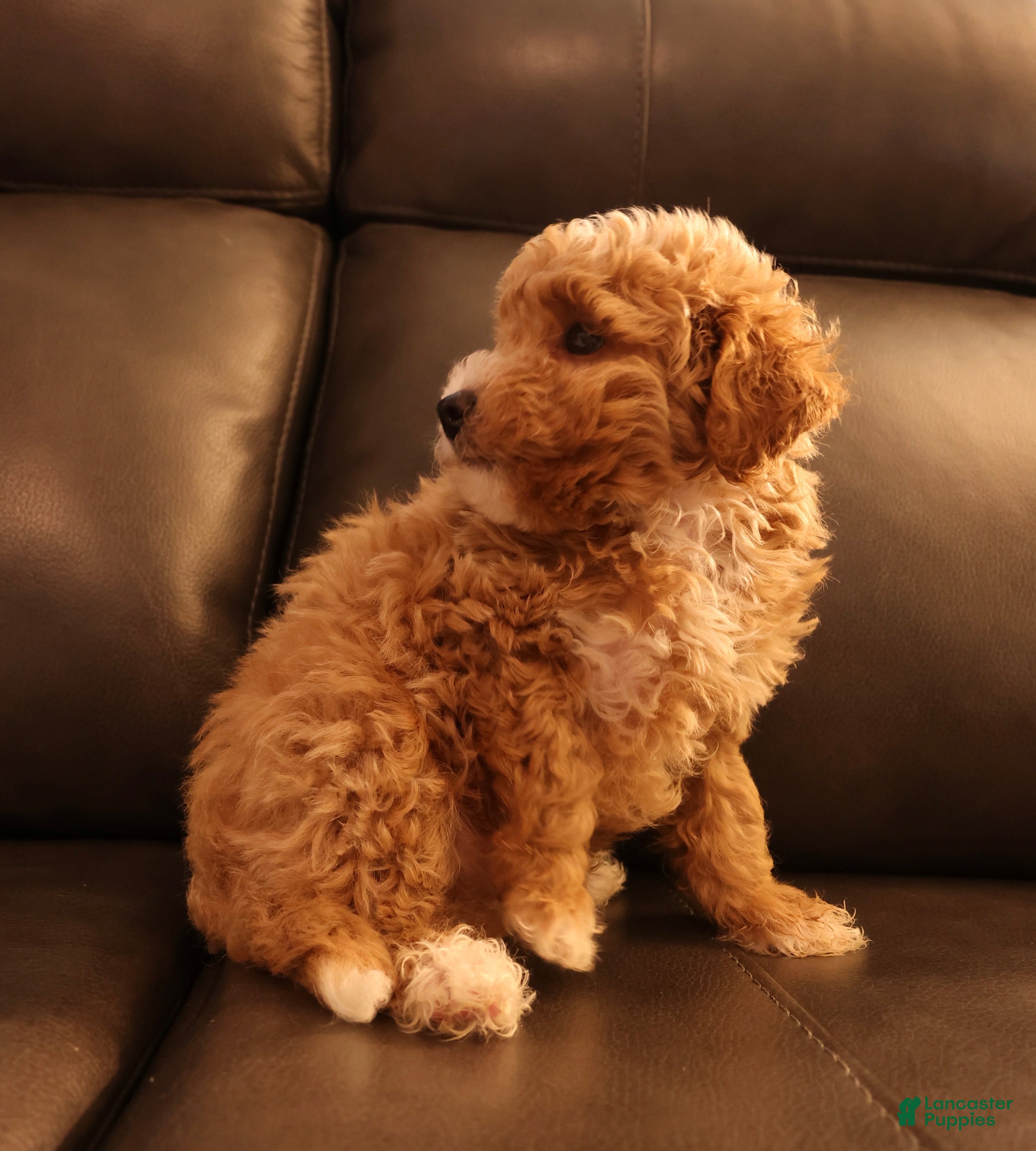 Bichpoo dogs Buff - Ad 2