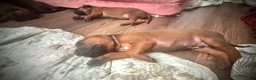 Rhodesian Ridgeback dogs for sale: Rhodesian Ridgeback Puppy 4 - Ad 4