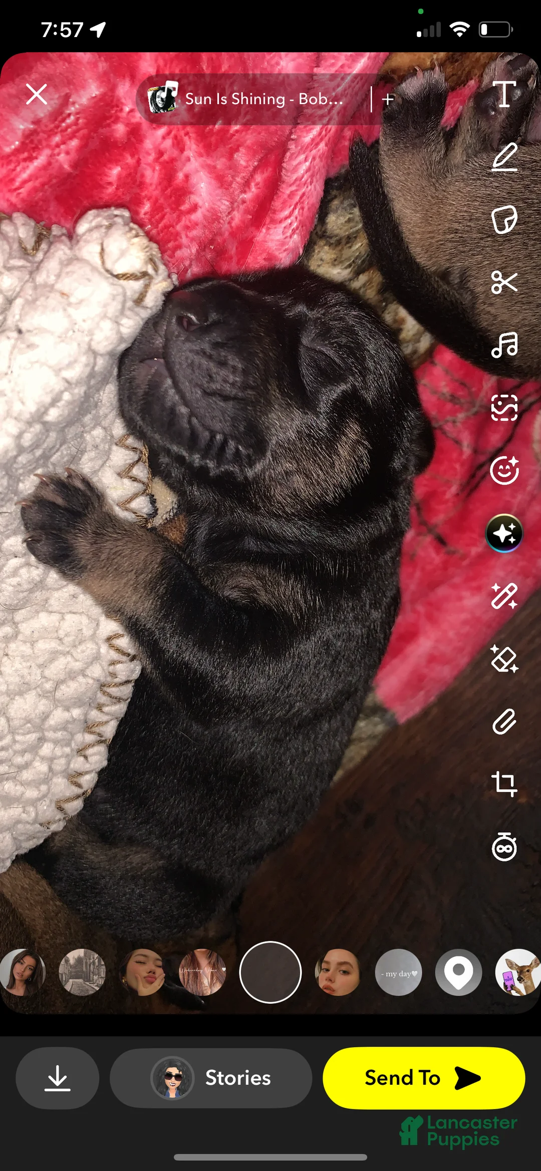 Mixed Breed dogs for sale: Mixed Breed Puppy 5 dark blue - Ad 2