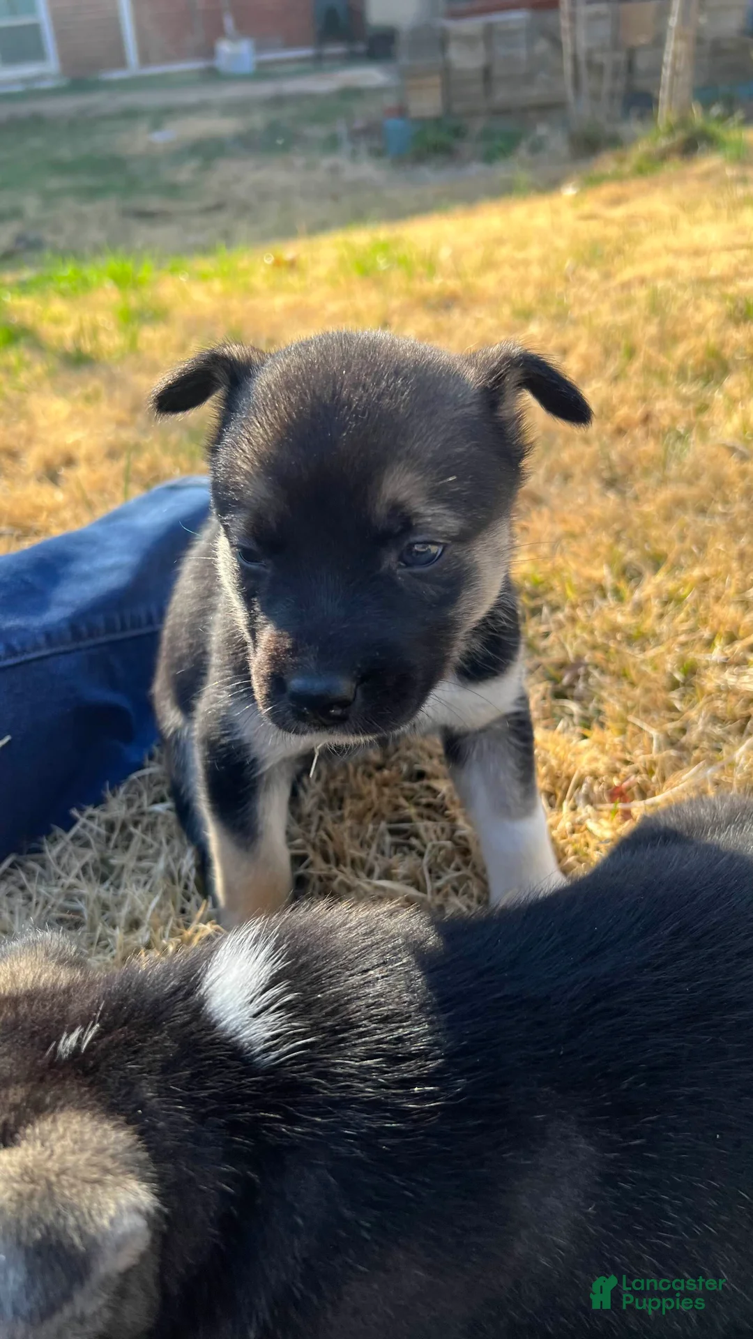 Mixed Breed dogs for sale: Mixed Breed Puppy 7 - Ad 1