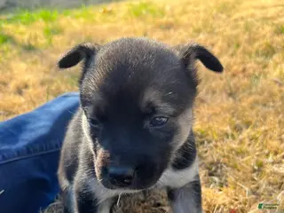 Mixed Breed dogs Mixed Breed Puppy 7 - Ad 22