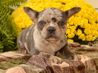 Frenchton dogs - Ad 41