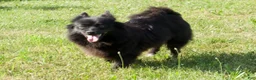 Mixed Breed dogs for sale: Lyra - Ad 5